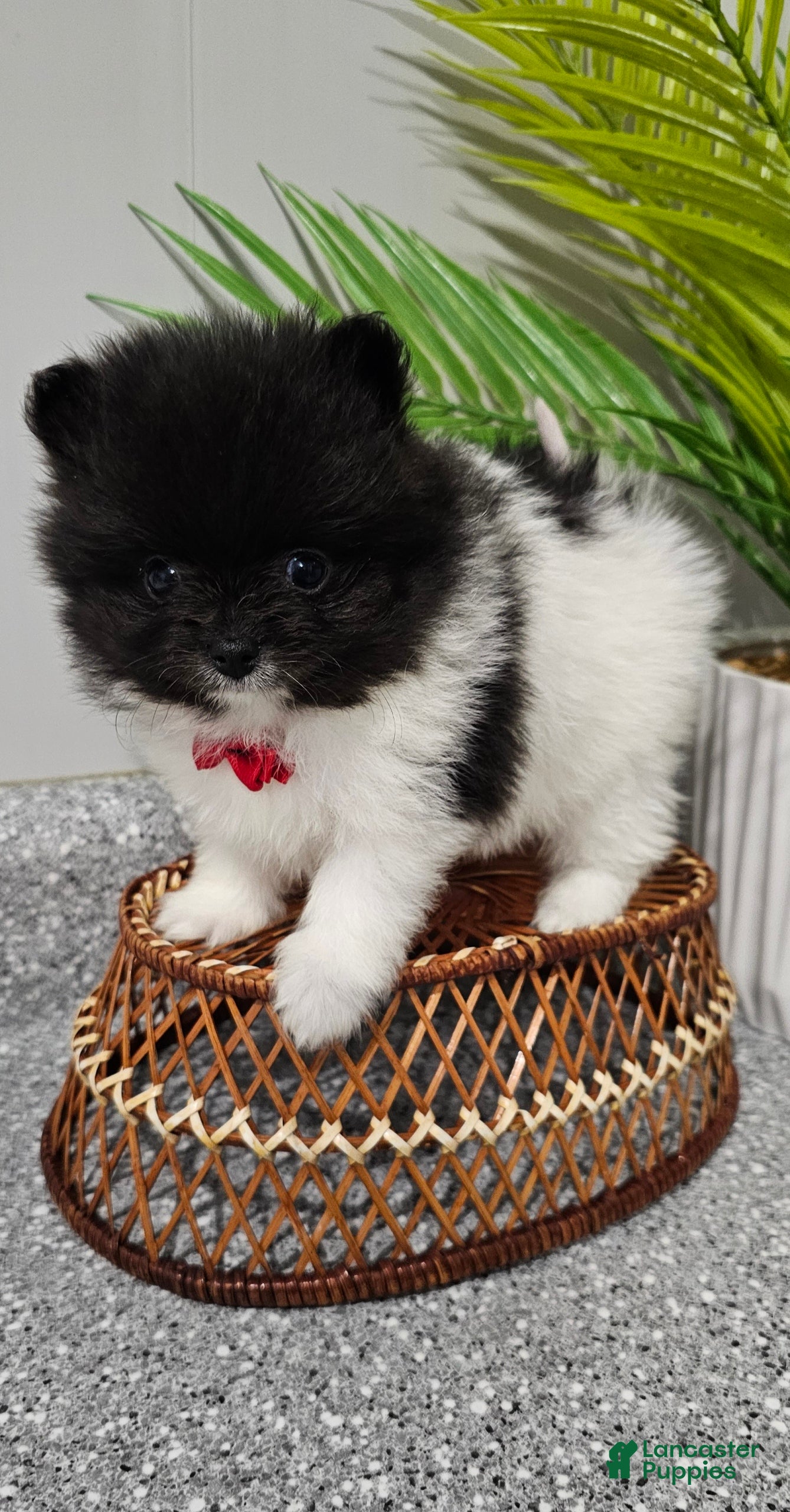 Pomeranian dogs Pomeranian Oreo - Ad 1