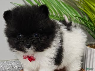 Pomeranian dogs Pomeranian Oreo - Ad 26
