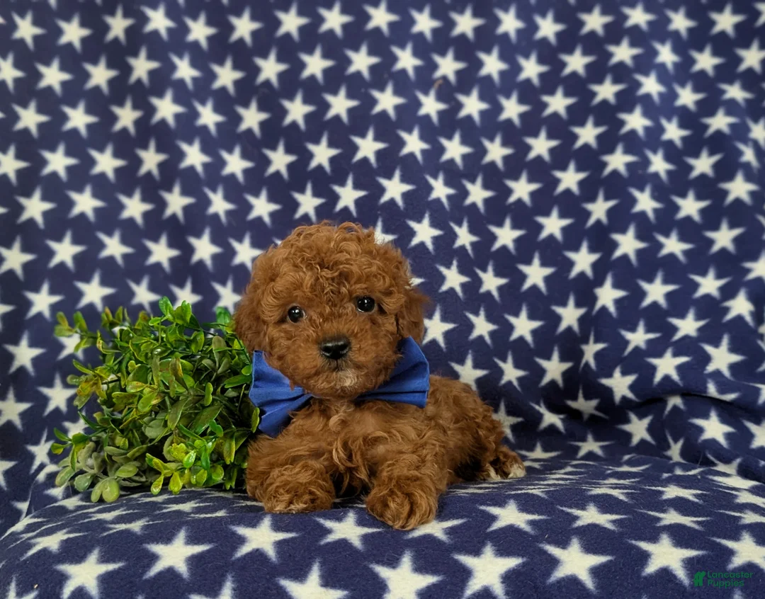 Cavapoo dogs for sale: Ewing 9 lbs Full Grown - Ad 6