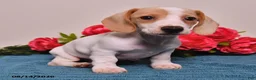 Miniature Dachshund dogs for sale: Cole  - Ad 3