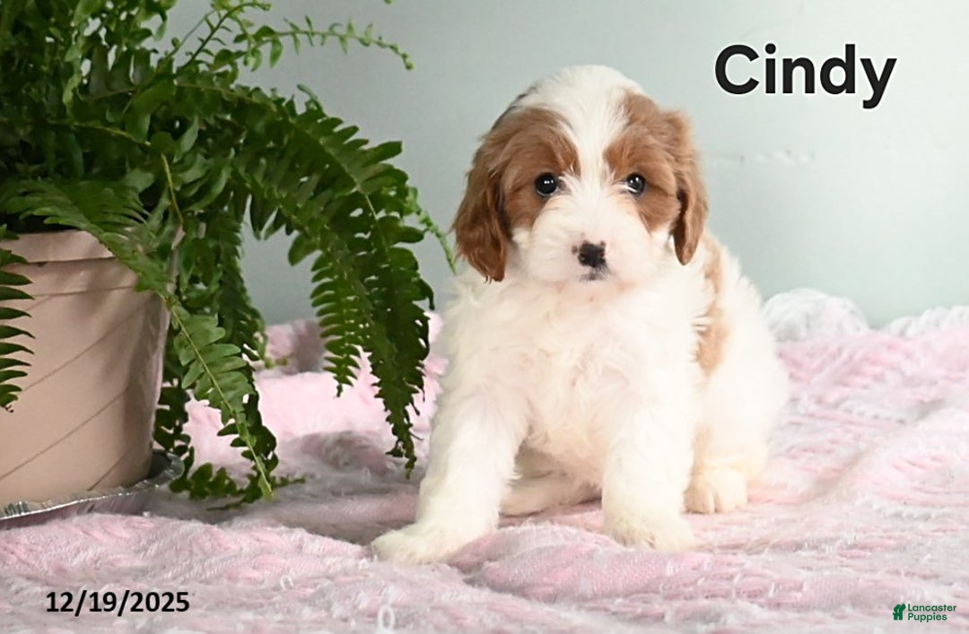 Cavapoo dogs for sale: Cindy - Ad 2