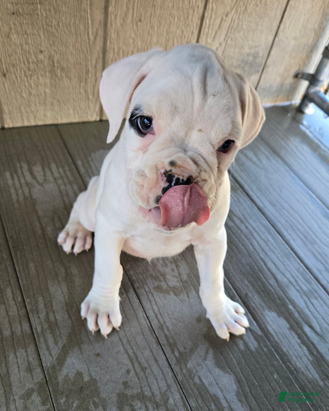 Boxer dogs for sale: Jack - Ad 5