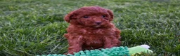 Miniature Poodle dogs for sale: Daisy  🐶 - Ad 7