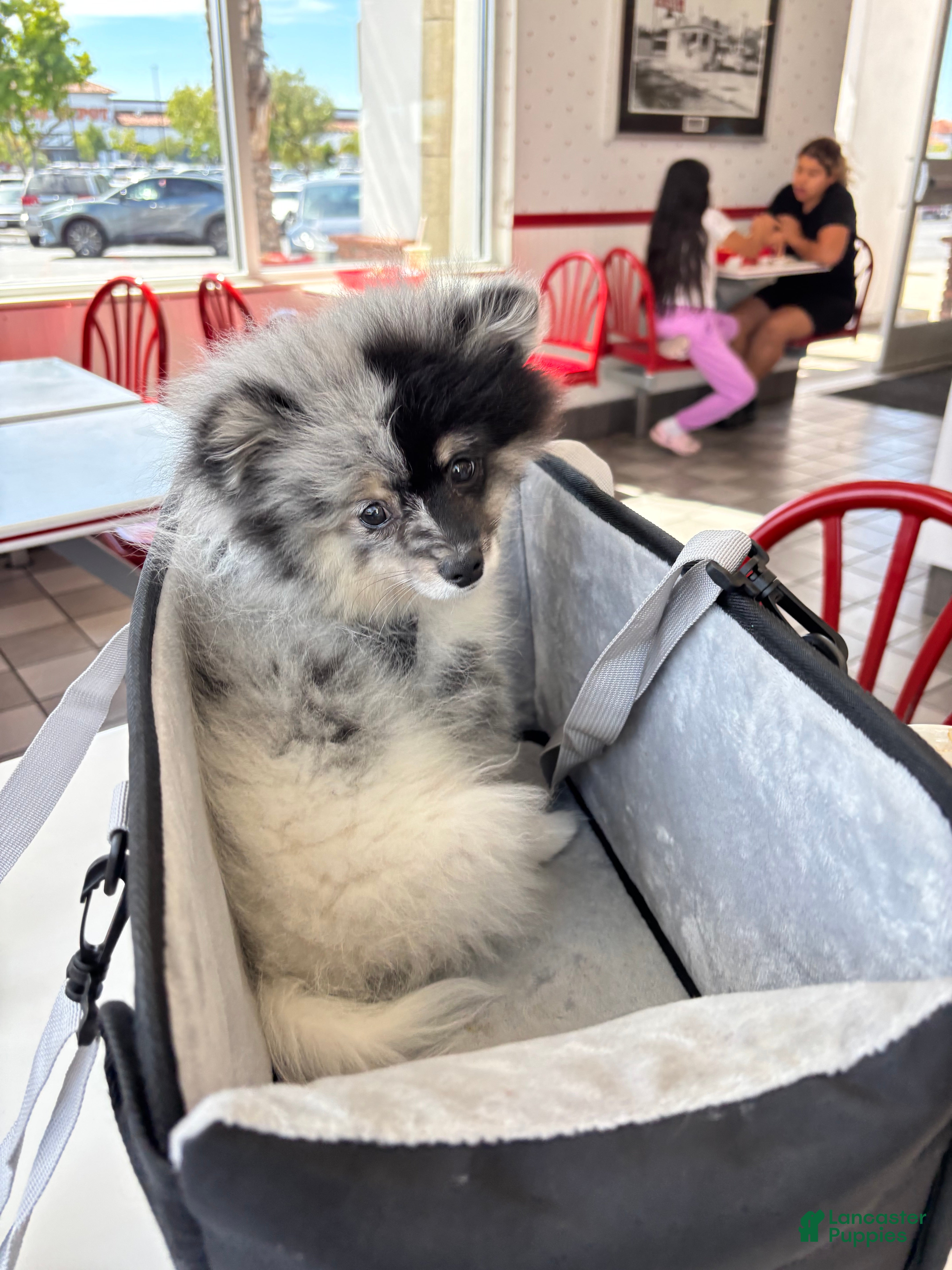 Mixed Breed dogs for sale: Oreo - Ad 1
