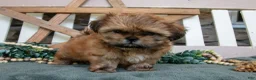Shih Tzu dogs for sale: Dixie - Ad 1