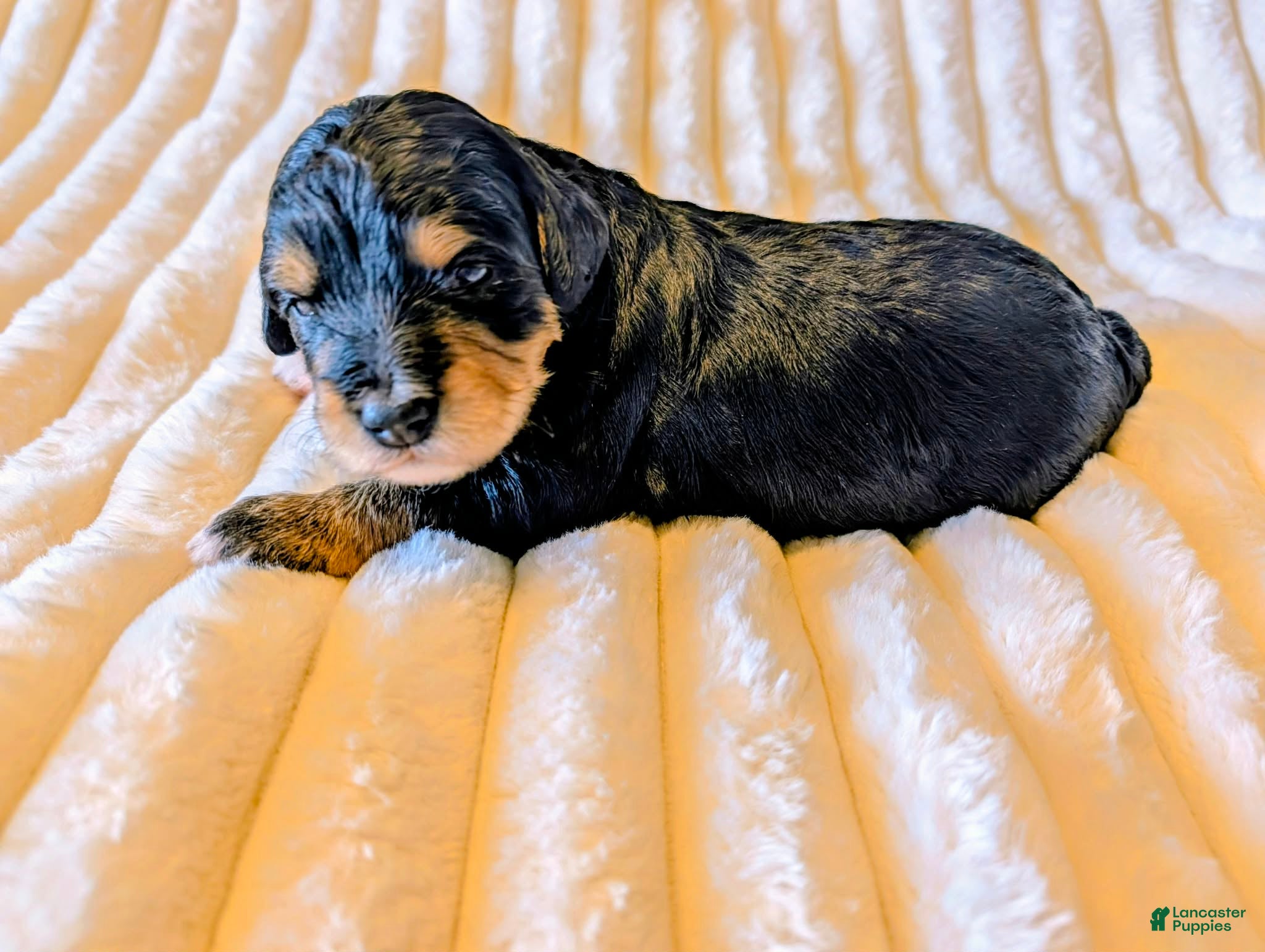 Bernedoodle dogs The Bold Little Darling - Ad 2