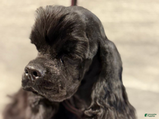 Cocker Spaniel dogs Teagan boy 2 - Ad 17