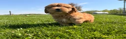 Shorkie dogs for sale: Peter Pan  - Ad 3