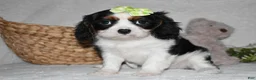 Cavalier King Charles Spaniel dogs for sale: Princess - Ad 5