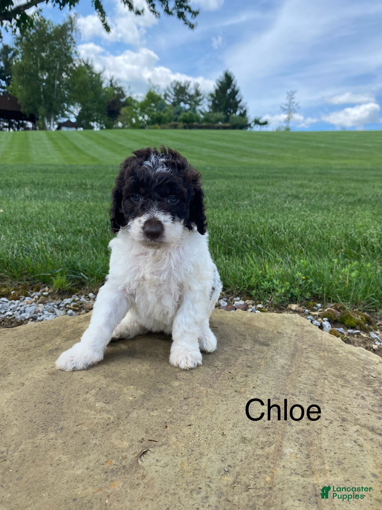 Labradoodle dogs F1bb Chloe - Ad 2