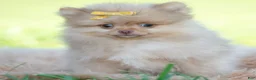Pomeranian dogs for sale: Cutiepie  - Ad 5