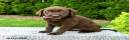 Labrador Retriever dogs for sale: Robin - Ad 3