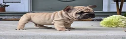 French Bulldog dogs for sale: Percy - Ad 3