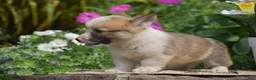 Welsh Corgi Pembroke dogs for sale: Clifford - Ad 3