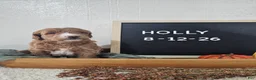 Mini Goldendoodle dogs for sale: Holly - Ad 7
