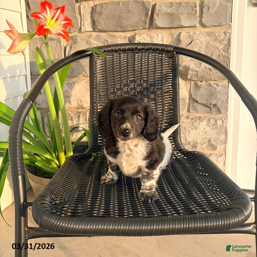 Miniature Dachshund dogs June - Ad 1