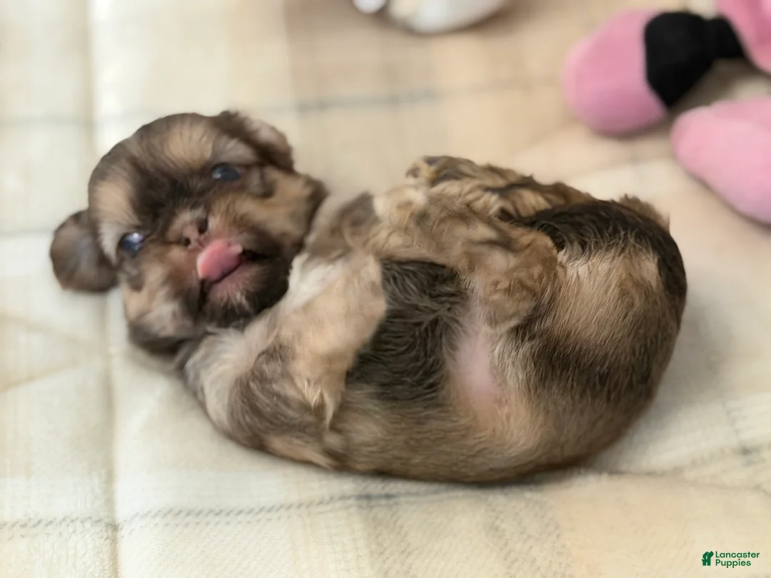 Shih Tzu dogs for sale: Coco - Ad 2
