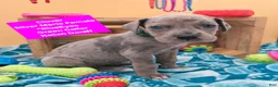 Daniff dogs for sale: Clover - Ad 3