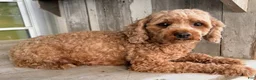 Cavapoo dogs for sale: Kai - Ad 16