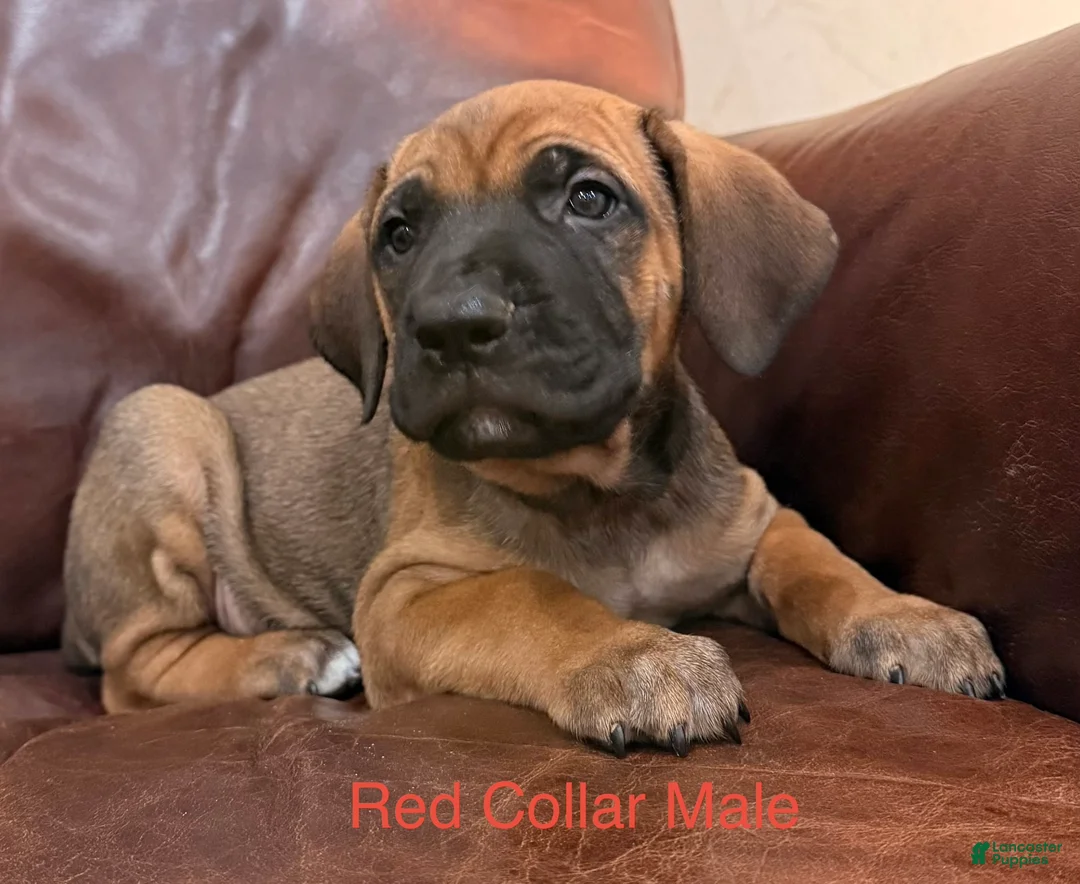 Cane Corso dogs for sale: Cane Corso Puppy  M Red Collar  - Ad 4