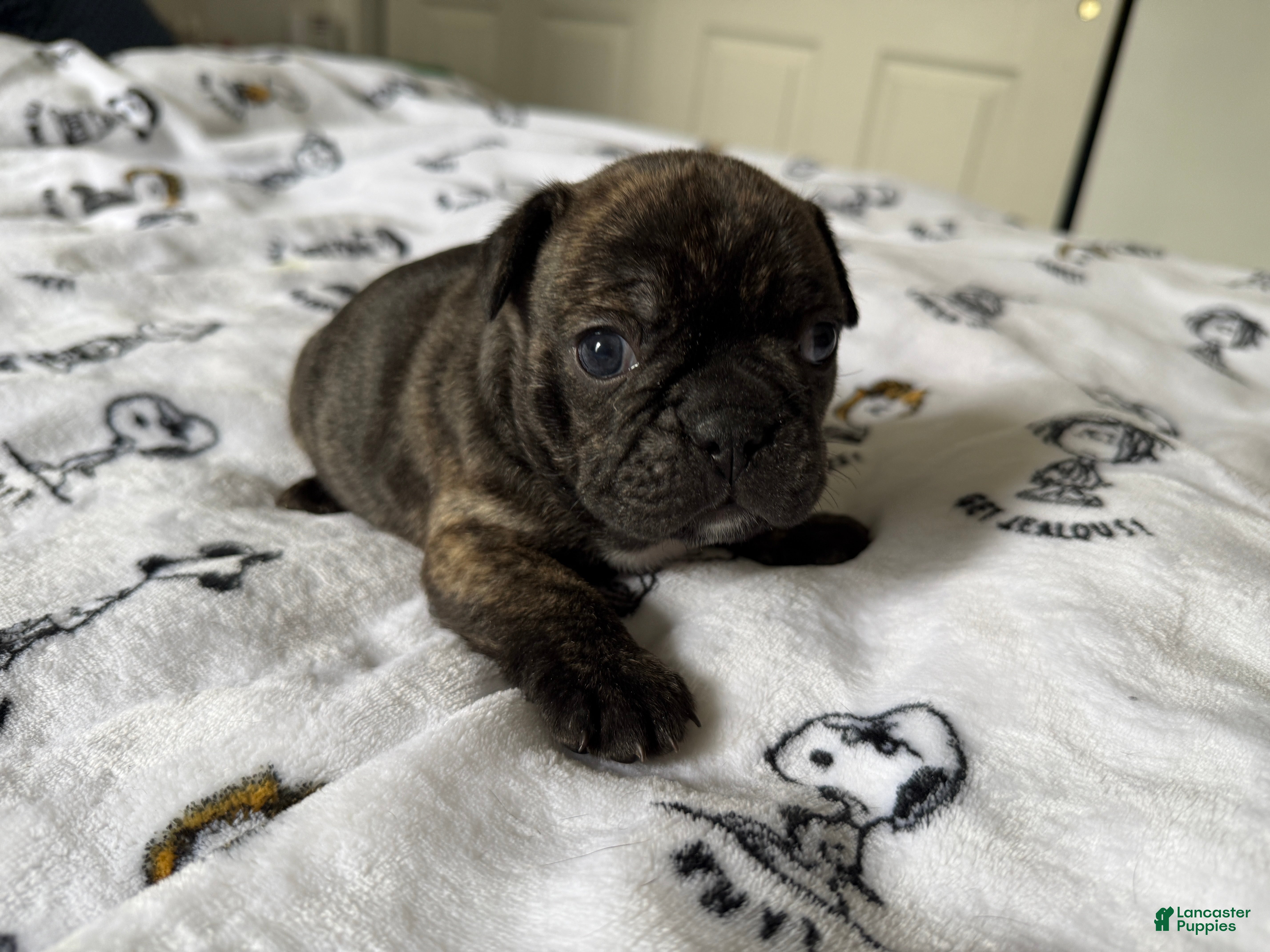French Bulldog dogs Buffalo Bill - Ad 2