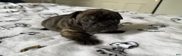 French Bulldog dogs for sale: Buffalo Bill - Ad 2