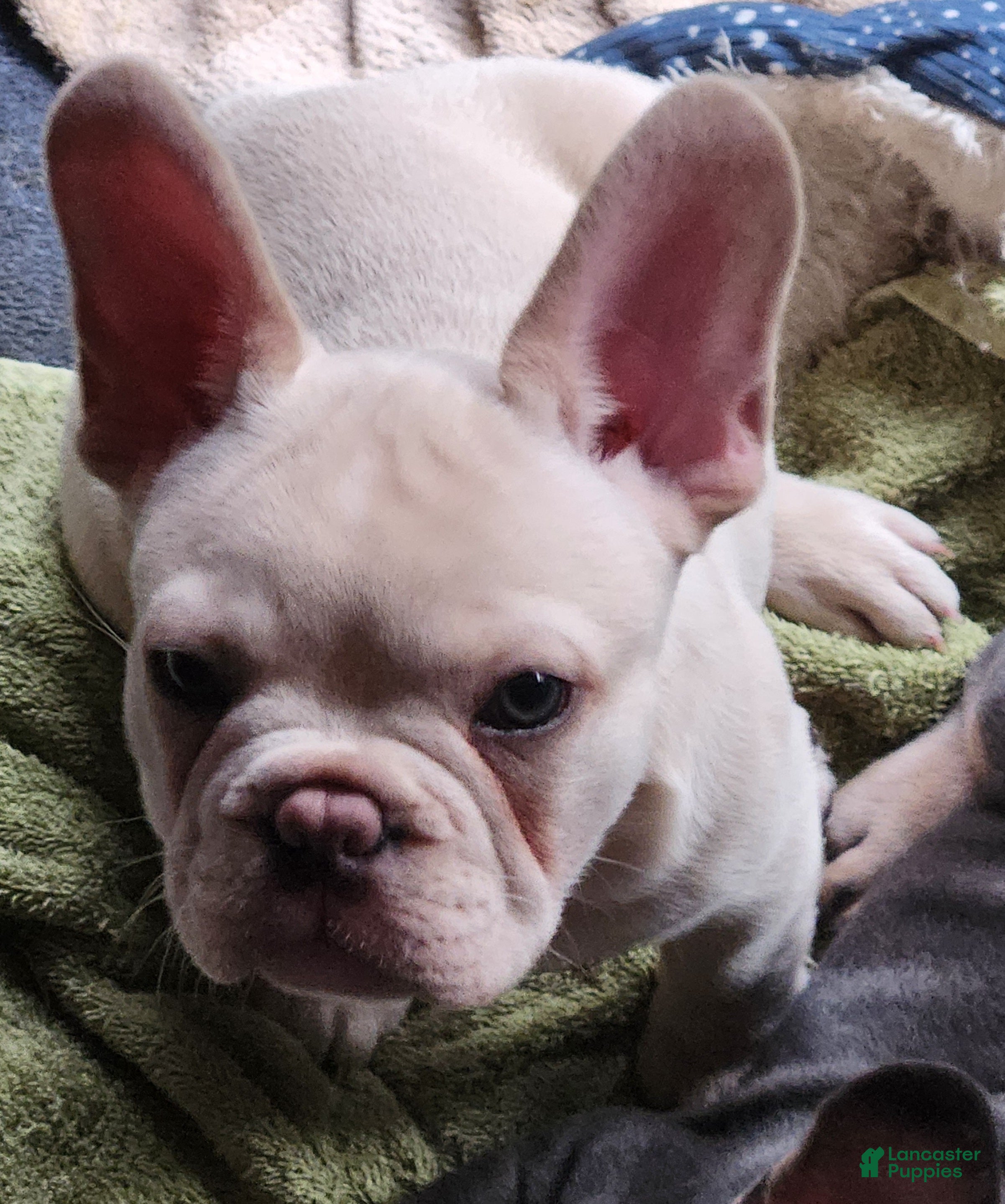 French Bulldog dogs for sale: Hank - Ad 2