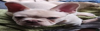 Hank