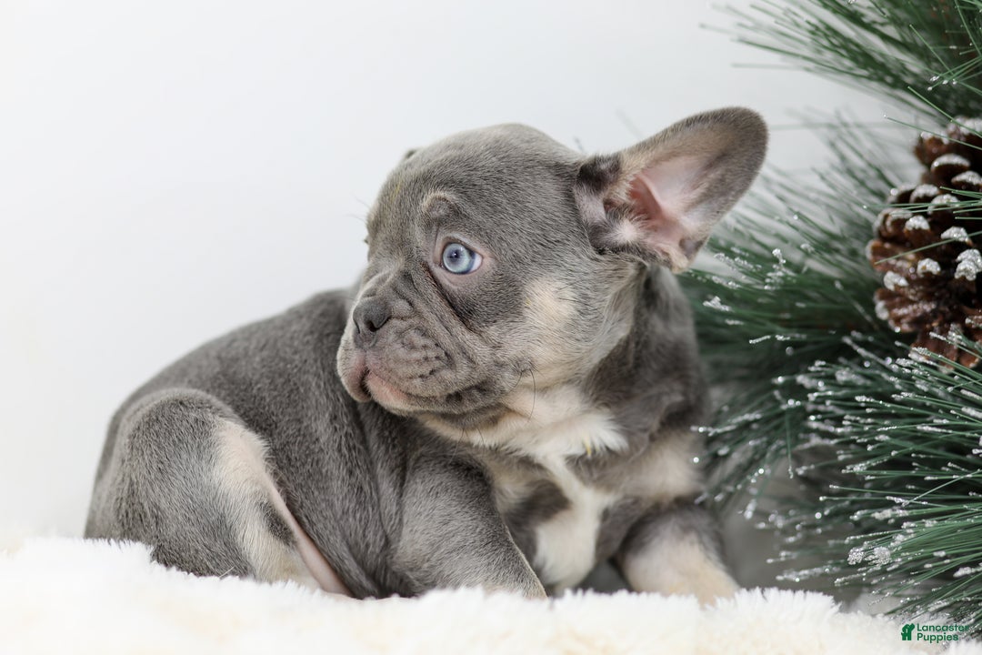 French Bulldog dogs for sale: Iris - Ad 3