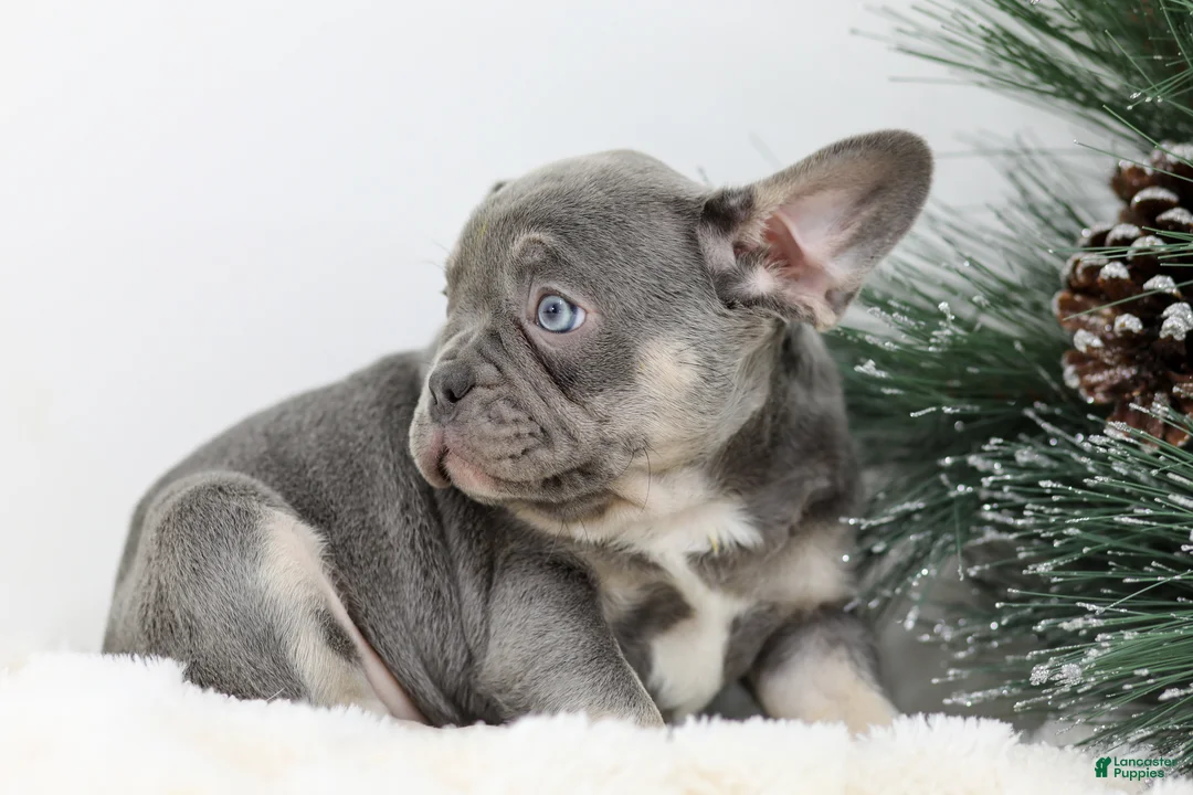 French Bulldog dogs for sale: Iris - Ad 3