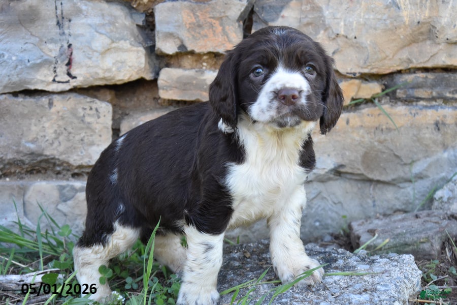 English Springer Spaniel dogs Sasha - Ad 2
