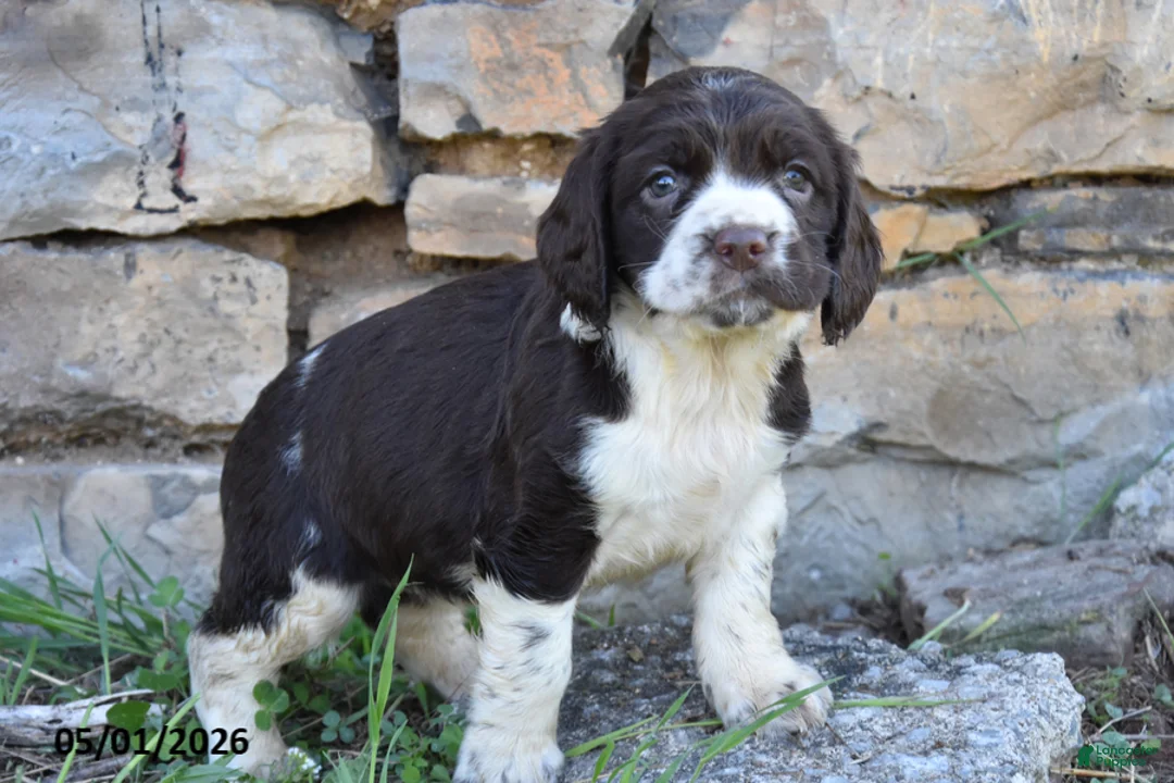 English Springer Spaniel dogs for sale: Sasha - Ad 2