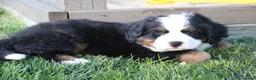 Bernese Mountain Dog dogs for sale: Teddy - Ad 4
