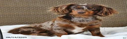 Miniature Dachshund dogs for sale: Dolly - Ad 6