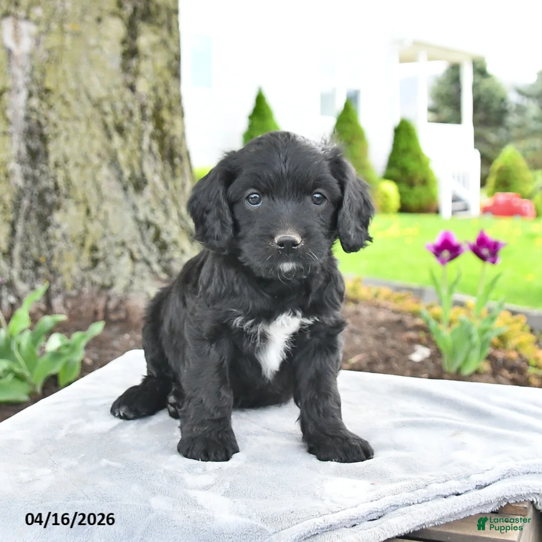 Cavapoo dogs for sale: Max - Ad 1