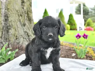Cavapoo dogs for sale: Max - Ad 3