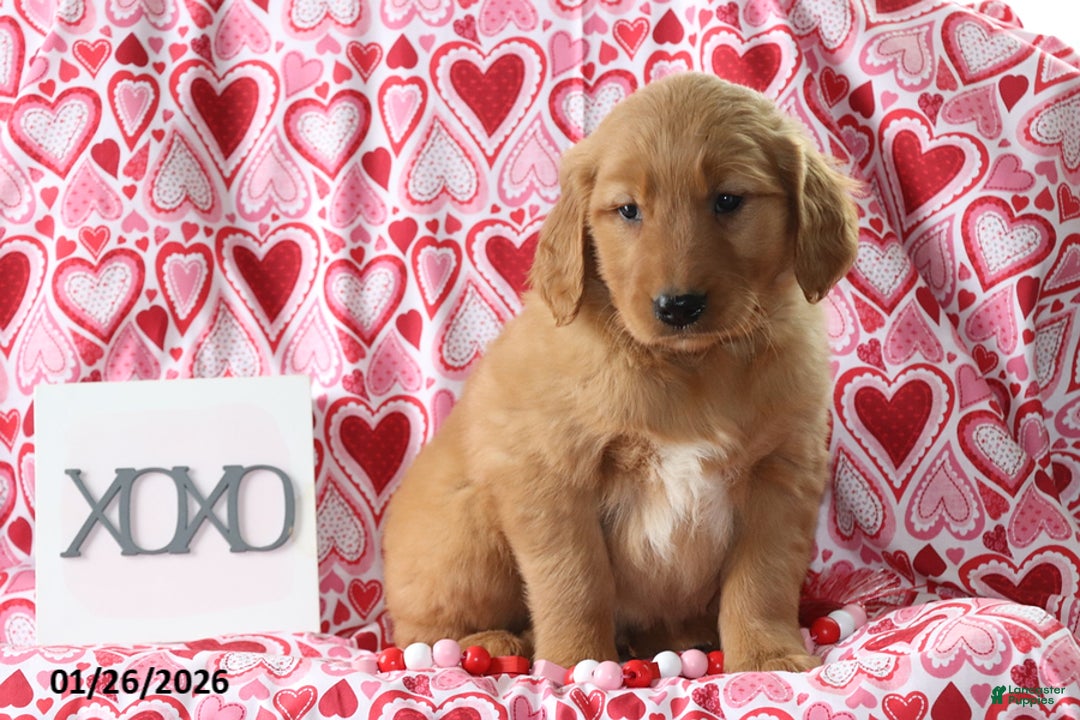 Golden Retriever dogs for sale: Rusty - Ad 3