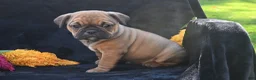 Mixed Breed dogs for sale: Darla - Ad 5