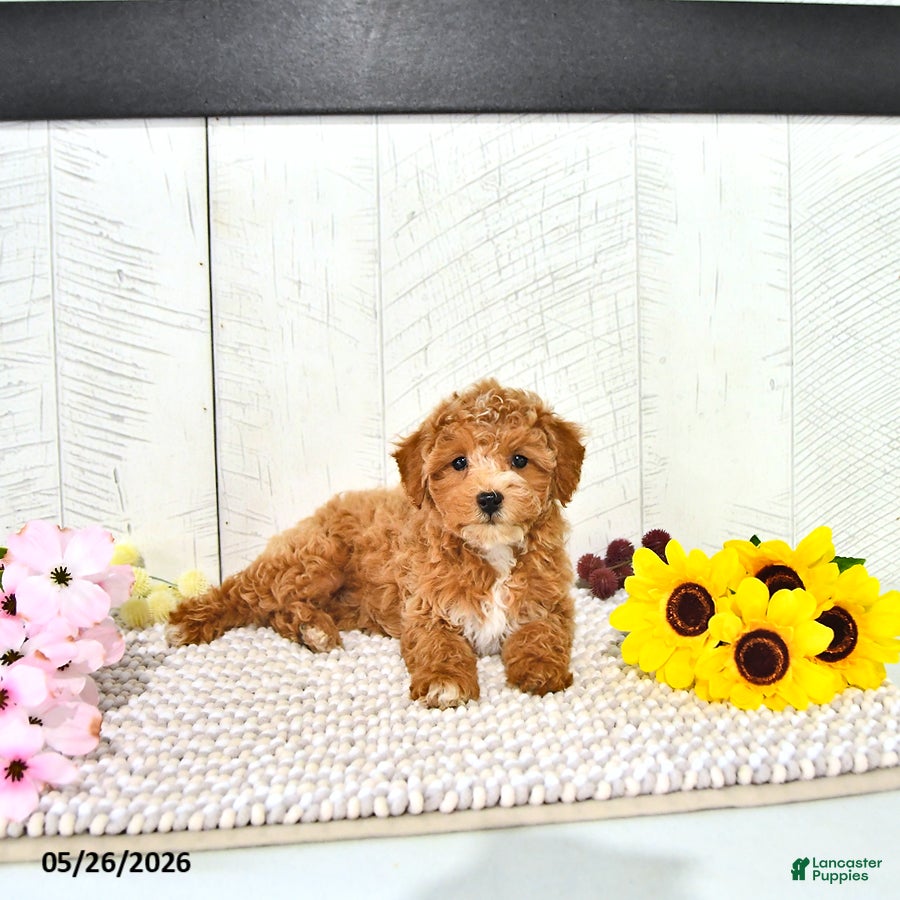 Miniature Poodle dogs Ranae - Ad 2