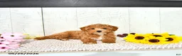 Miniature Poodle dogs for sale: Ranae - Ad 2