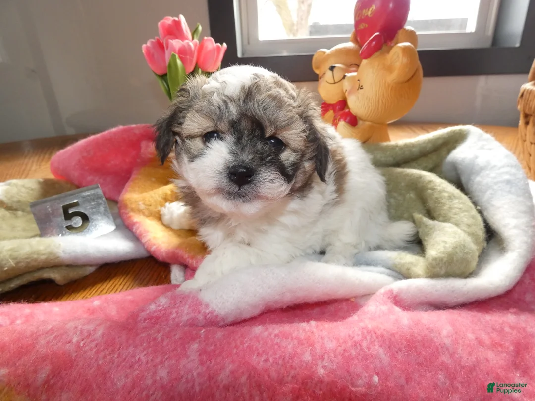 Teddy Bear dogs for sale: Teddy Bear Puppy 1 Sabrina - Ad 2