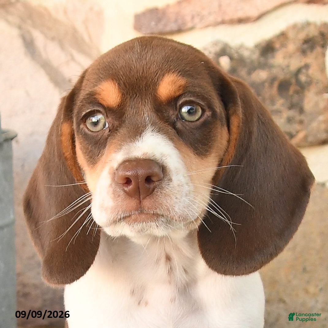 Beagle dogs Milo - Ad 2