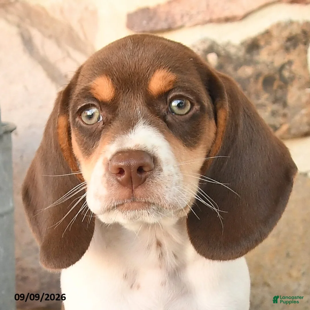 Beagle dogs for sale: Milo - Ad 2