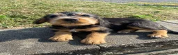 Mixed Breed dogs for sale: Teddy - Ad 7