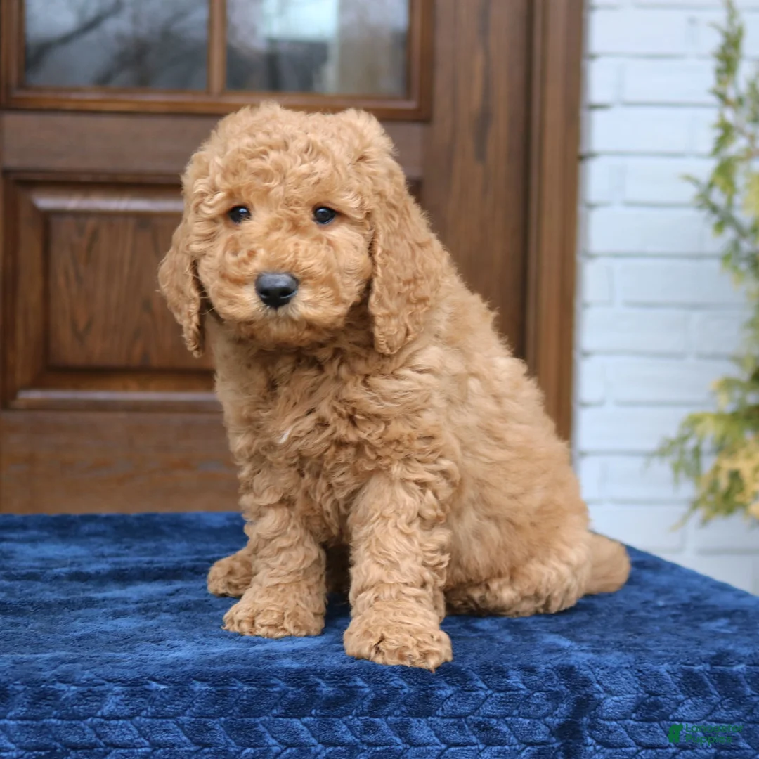 Mini Goldendoodle dogs for sale: Tatum  - Ad 4