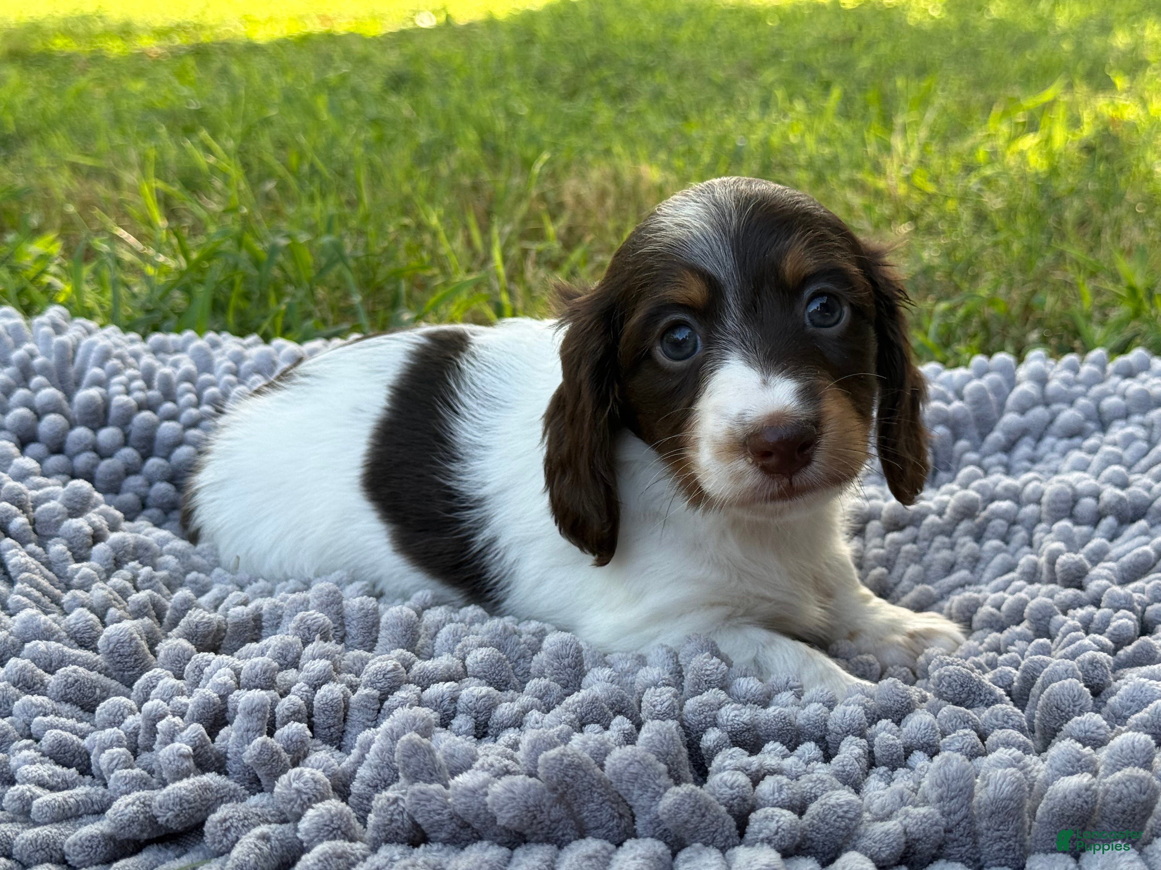 Miniature Dachshund dogs Chocolate Pie - long hair - Ad 21
