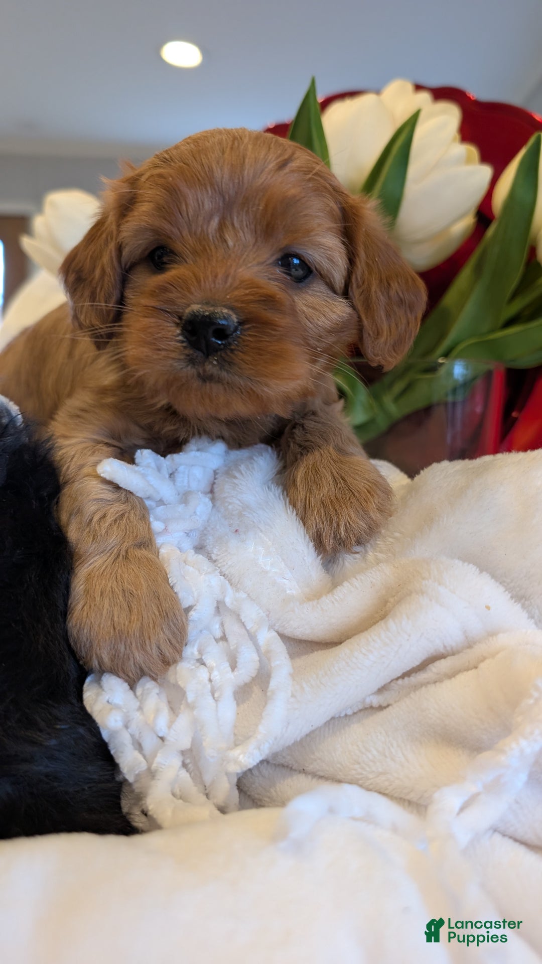 Cavapoo dogs for sale: Ginger Baby - Ad 4