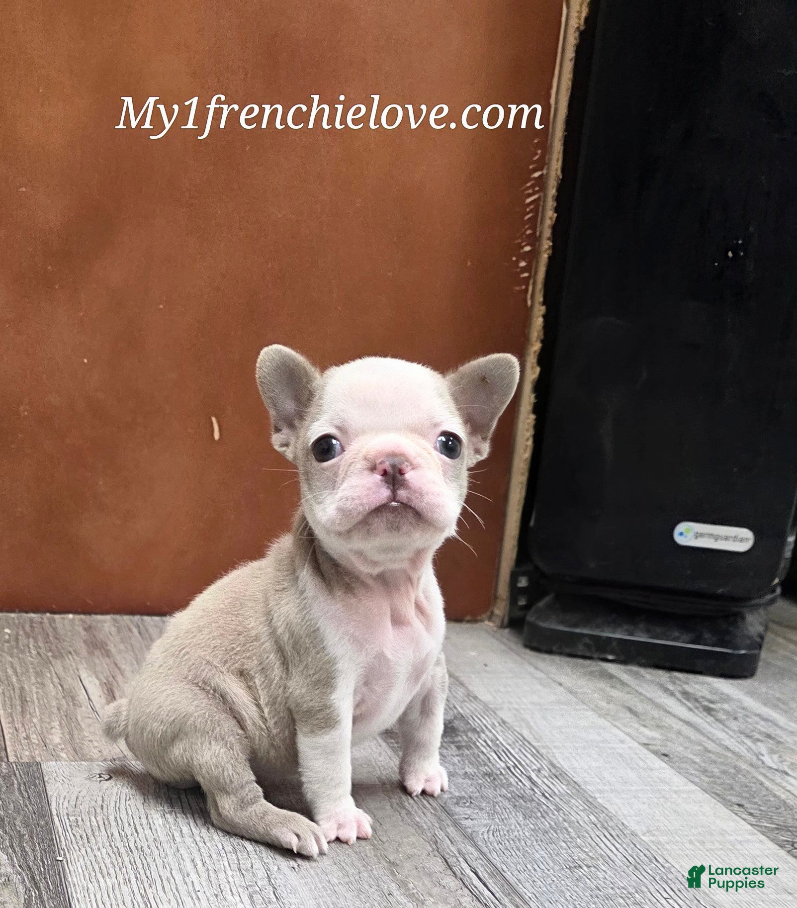 French Bulldog dogs Brownie - Ad 2