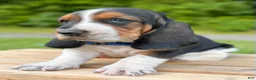 Basset Hound dogs for sale: Oscar - Ad 12