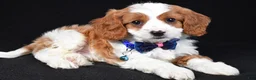 Cavapoo dogs for sale: Buddy - Ad 1